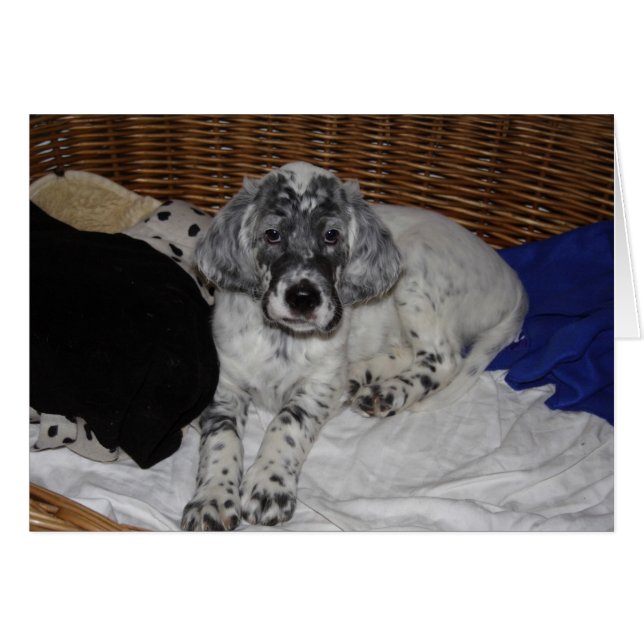 Cartão English Setter Puppy (Frente Horizontal)