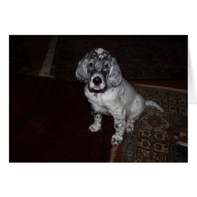 Cartão English Setter Puppy (Frente Horizontal)