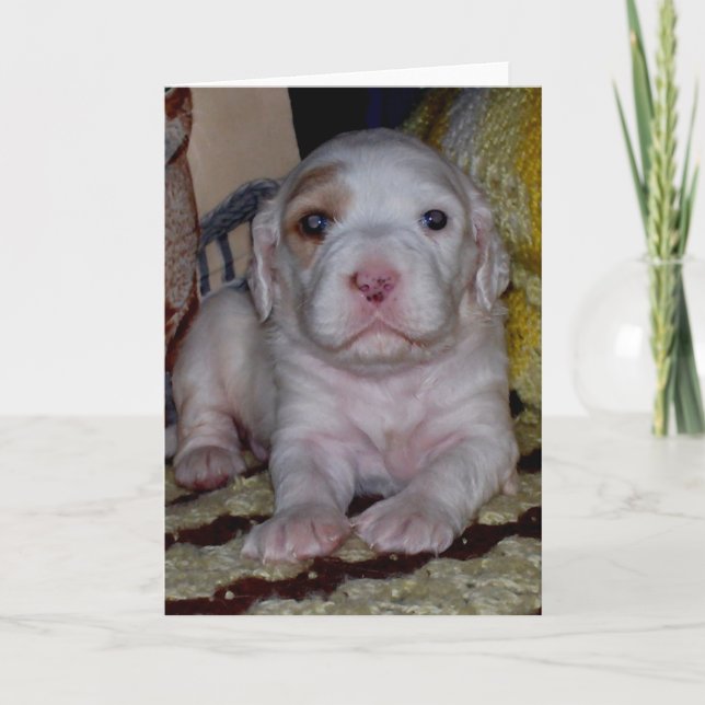 Cartão English Setter Puppy (Frente)