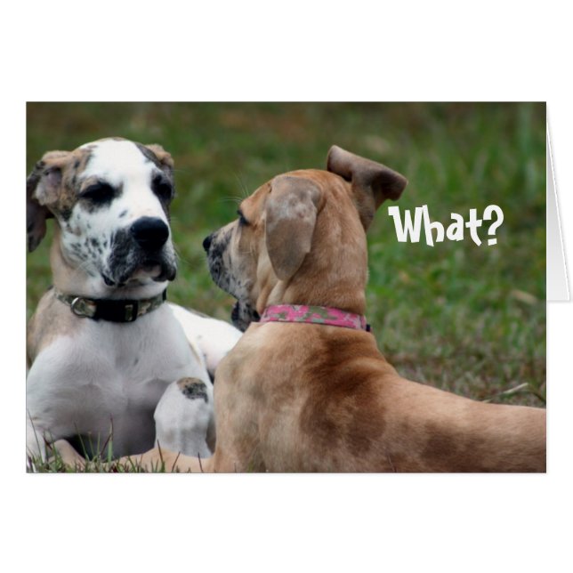 Cartão Engraçado Cartaz (Frente Horizontal)