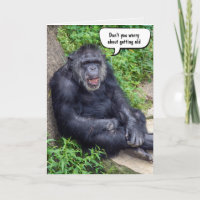 Engraçado Ficar com o velho chimpanzé de aniversár