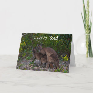 Cartão Engraçado Kangaroo Eu Te Amo