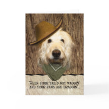 Engraçado Labradoodle Em Cowboy Que Bandana Se Des