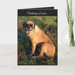 Cartão Engraçado Sorriso Inglês Mastiff Dog Card