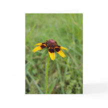 Entre os Wildflowers Notecards (vazio para dentro)