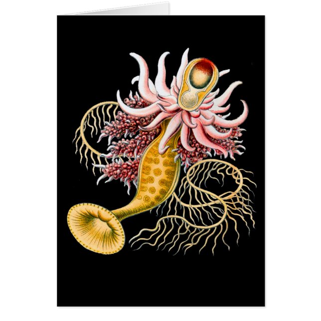 Cartão Epibulia (Frente)