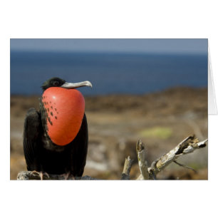 Cartão Equador, Galápagos, Ilha Genovesa. Príncipe
