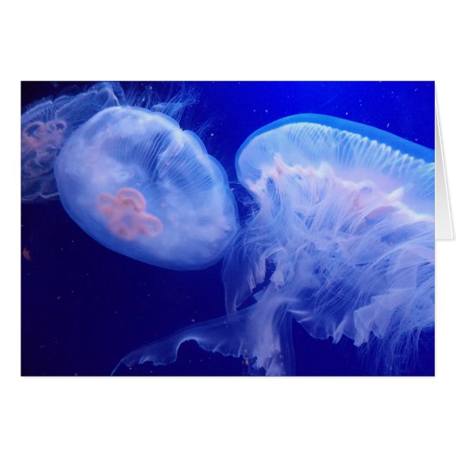 Cartão Equilíbrio da geléia (Frente horizontal)