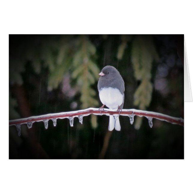 Cartão Equilíbrio De Gelo - Pássaro Junco (Frente Horizontal)