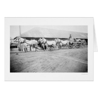 Cartão Equipe dos Cavalos das Fairbanks 1915