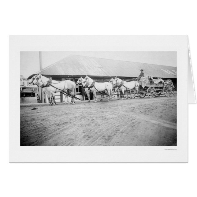 Cartão Equipe dos Cavalos das Fairbanks 1915 (Frente Horizontal)