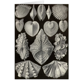 Cartão Ernst Haeckel - Acephala