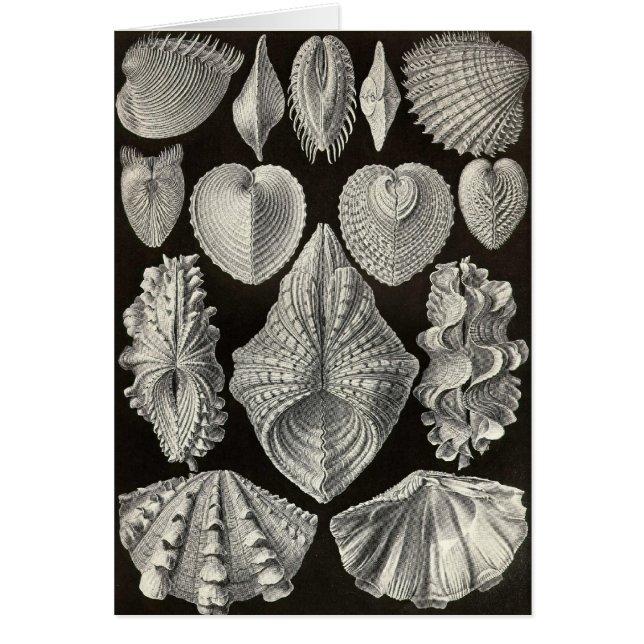 Cartão Ernst Haeckel - Acephala (Frente)