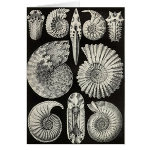 Cartão Ernst Haeckel - Ammonitida