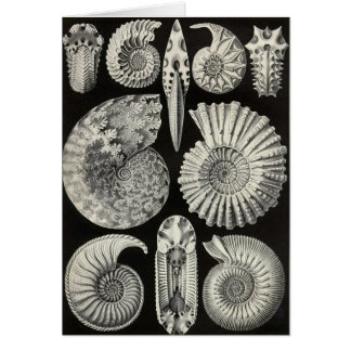 Cartão Ernst Haeckel - Ammonitida