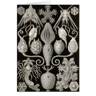Cartão Ernst Haeckel - Amphoridea