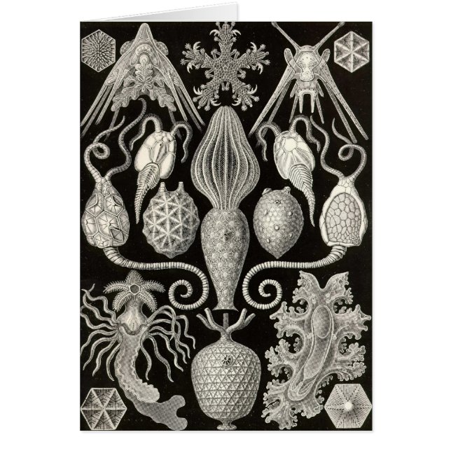 Cartão Ernst Haeckel - Amphoridea (Frente)