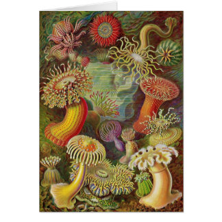 Cartão Ernst Haeckel - anêmonas de Actiniae