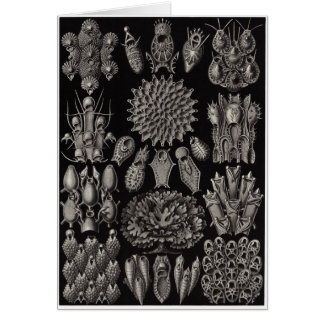 Cartão Ernst Haeckel Art Card:Bryozoa