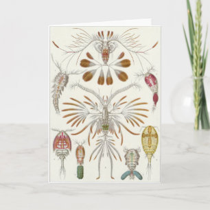 Cartão Ernst Haeckel Art Card: Copepoda