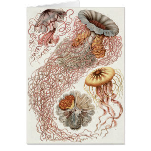 Cartão Ernst Haeckel Art Card: Resultado