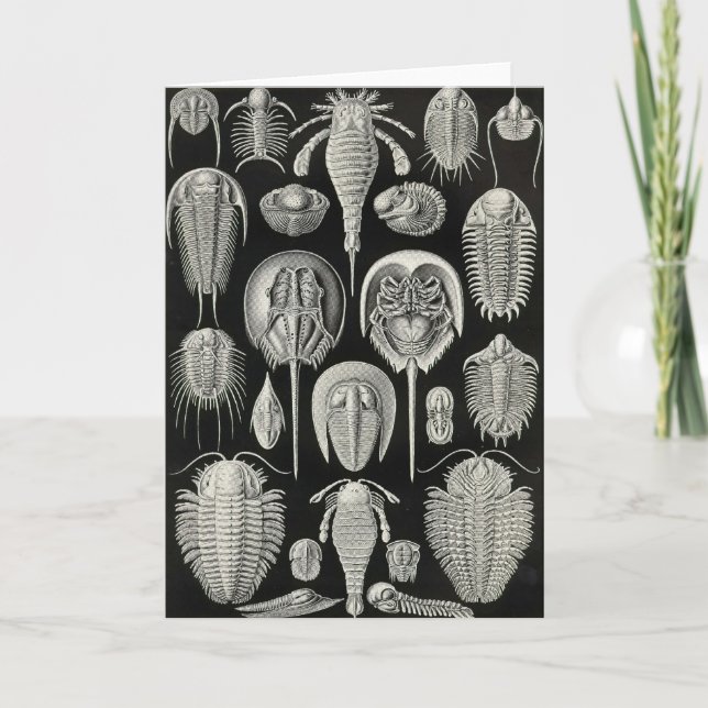 Cartão Ernst Haeckel - Aspidonia (Frente)