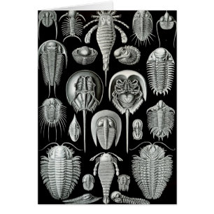 Cartão Ernst Haeckel - Aspidonia