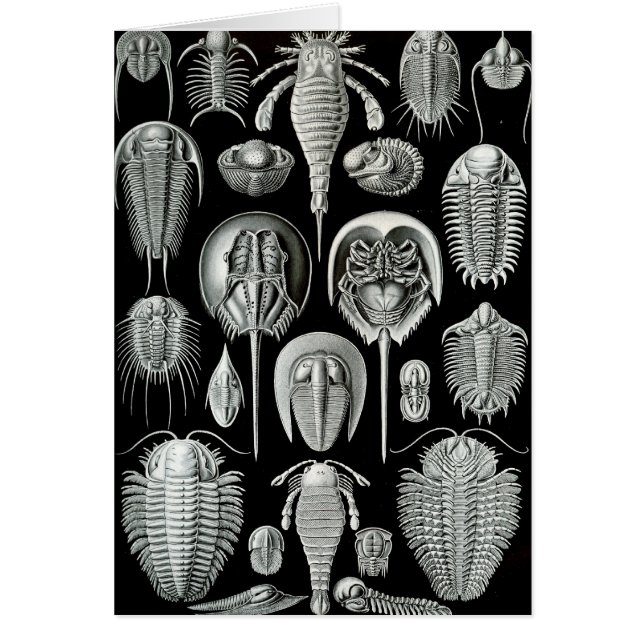 Cartão Ernst Haeckel - Aspidonia (Frente)
