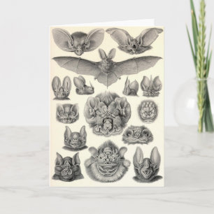 Cartão Ernst Haeckel - Chiroptera Bats