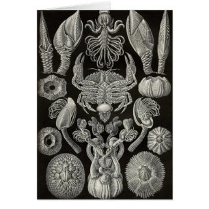 Cartão Ernst Haeckel - Cirripedia