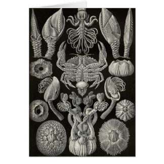 Cartão Ernst Haeckel - Cirripedia
