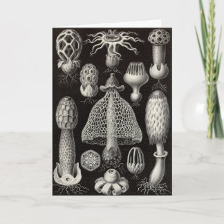 Cartão Ernst Haeckel - cogumelos de Basimycetes