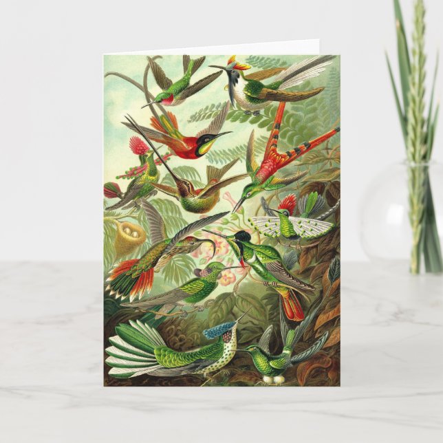 Cartão Ernst Haeckel - colibris do Trochilidae (Frente)