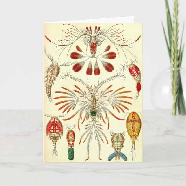Cartão Ernst Haeckel - Copepoda (Frente)