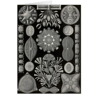 Cartão Ernst Haeckel - Diatomea2