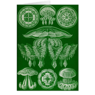 Cartão Ernst Haeckel - Discomedusae4