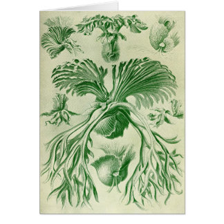 Cartão Ernst Haeckel - Filicinae