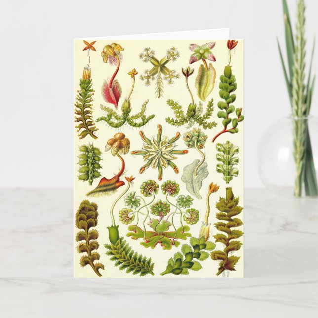 Cartão Ernst Haeckel - Hepaticae (Frente)