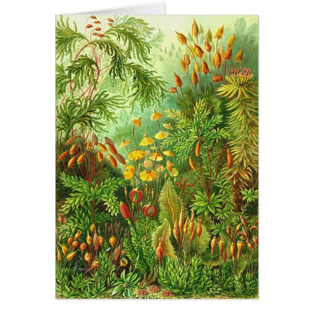 Cartão Ernst Haeckel - Muscinae (Frente)