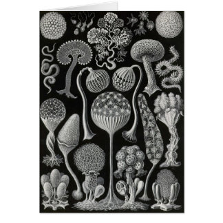 Cartão Ernst Haeckel - Mycetozoa