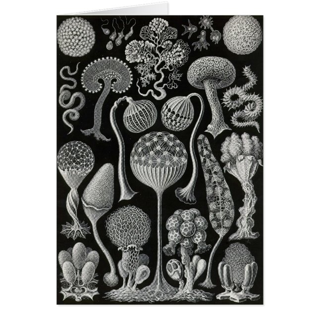 Cartão Ernst Haeckel - Mycetozoa (Frente)