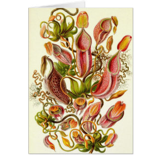 Cartão Ernst Haeckel - Nepenthaceae