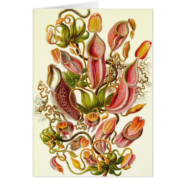 Cartão Ernst Haeckel - Nepenthaceae (Frente)