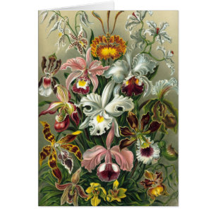 Cartão Ernst Haeckel - Orchidae