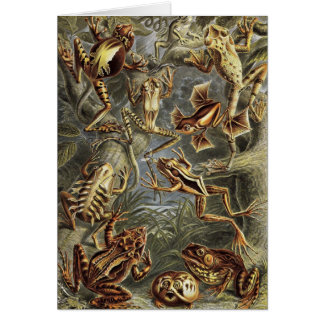 Cartão Ernst Haeckel - sapos do Batrachia