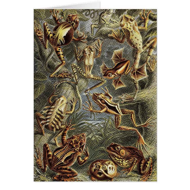 Cartão Ernst Haeckel - sapos do Batrachia (Frente)