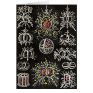 Cartão Ernst Haeckel - Stephoidea