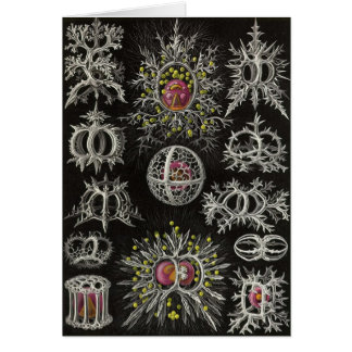 Cartão Ernst Haeckel - Stephoidea
