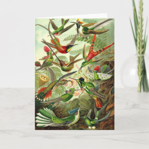 Cartão Ernst Haeckel - Trochilidae Hummingbirds
