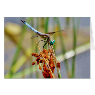 Cartão Erva de areia e Dragonfly